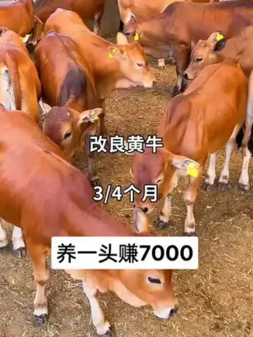 肉牛价格货到付款养牛创业致富养牛致富改良牛犊价格