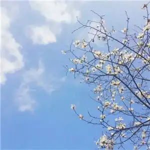 好风景做微信头像,唯美好看适合做头像的漂亮图片