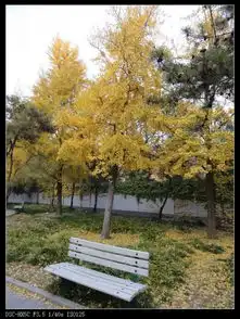 秋色之旅钓鱼台银杏超多美图,与你分享