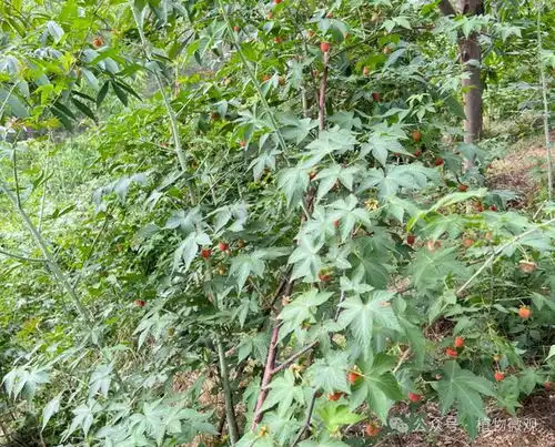 覆盆子,又称覆盆乌藨子,有4大作用,价值极高,农民要了解泡酒桑葚枇杷山莓野果网易订阅