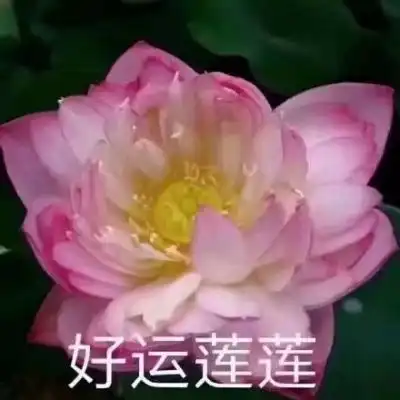 江淮佛系荷花微信头像岁月静好