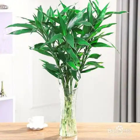 几种风水植物