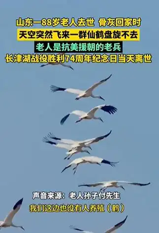 山东老人骨灰回家时仙鹤盘旋,当地人惊叹网友这就是驾鹤升天