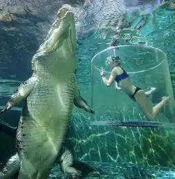 超好玩东莞首家室内海洋主题乐园,还能近距离看凶猛大鳄鱼