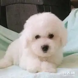 成都哪里出售健康比熊幼犬成都比熊幼崽多少钱一只