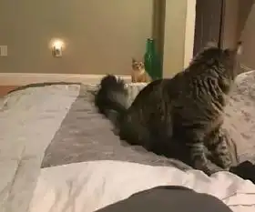 你知道什么是弃猫效应吗看完别哭