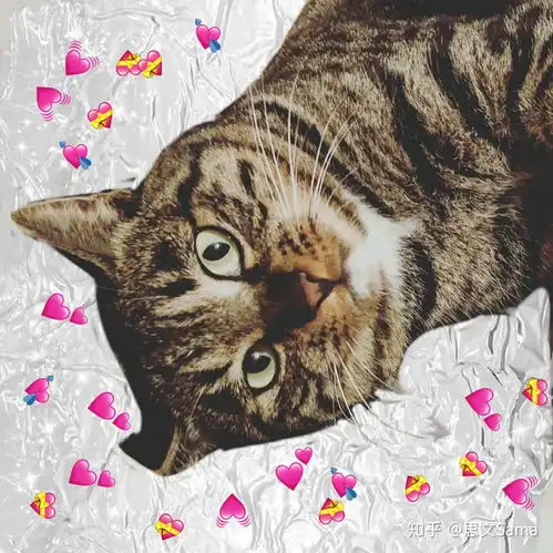 中国狸花猫有什么优缺点呢