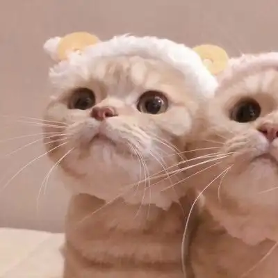 一对两张可爱的猫咪情侣狗头