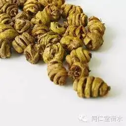 民间救命仙草铁皮石斛