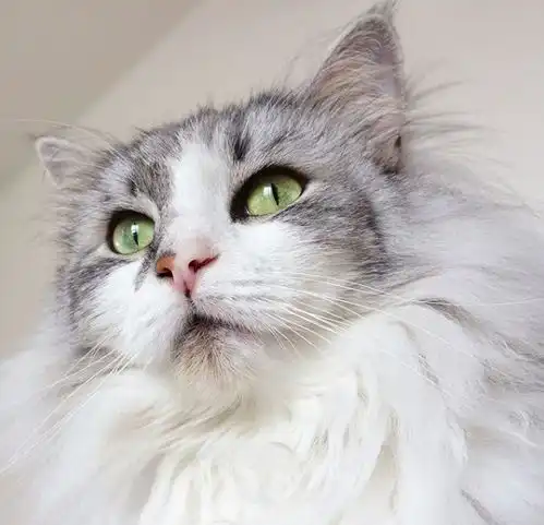 吸猫大会挪威森林猫taki
