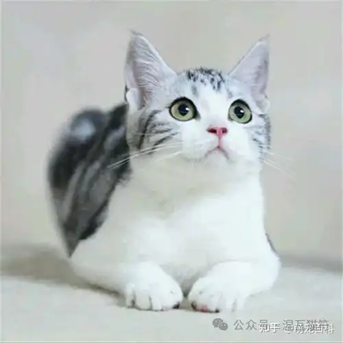孟加拉猫丨银色
