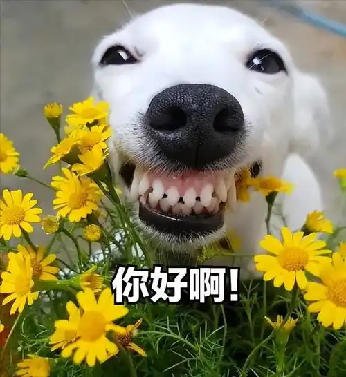 养狗的好处,竟然有这么多连医生都推荐