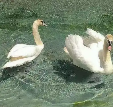 男生得了相思病,会不自觉有这3举动,丫头他对你动了真心