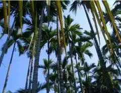 czwangli的时尚图片