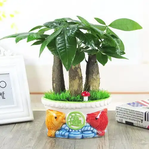 5月这8种盆栽摆家里,转运又招财,你知道吗