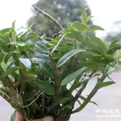 霍山紫杆铁皮石斛4年苗有20苗左右79