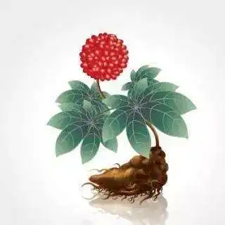 三七琥珀药对在男科疾病中的应用