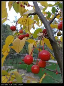 秋色之旅钓鱼台银杏超多美图,与你分享