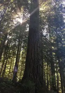 美西自驾游d19安吉利斯港福克斯原始森林