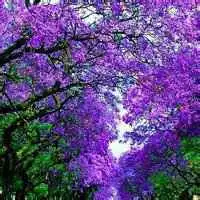 头像图片风景花草图片微信头像图片大全