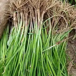 韭菜哪里有卖韭菜货源韭菜图片价格惠农网
