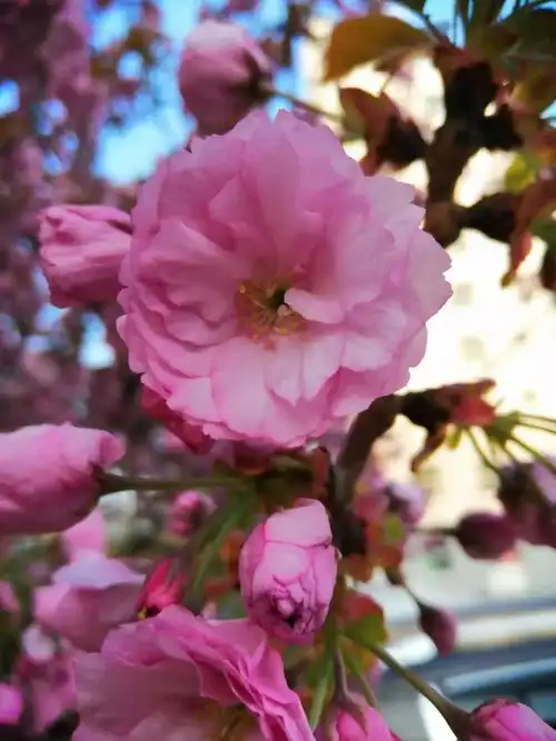 春花,花卉园一片春天的景象,美丽诱人