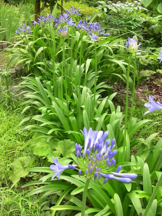 春游赏花,都是什么花这100个花卉图鉴,给大家做科普,涨知识