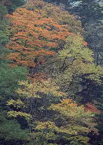 树林美景郊野风景素材绿色树木植物森林图片