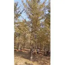 山东银杏种子山东银杏大森林银杏查看