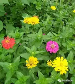 小清新圣地您身边的百日菊花海已经绽放约吗