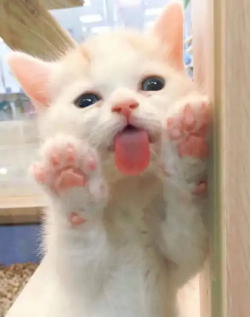 在喵面前,谁都别说自己是吃货