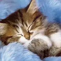 微信头像卡通maomi