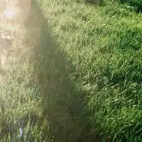 好看的图片头像风景花草唯美微信头像图片大全