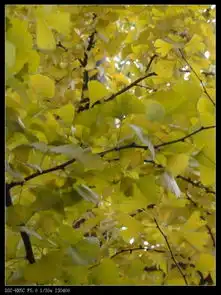 秋色之旅钓鱼台银杏超多美图,与你分享