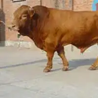 人生创业太难啦你可以看看养牛行业怎么样啊山东烟台肉牛养殖场