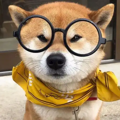 用了这些头像你就是网络男神