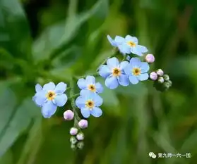 161团花卉百科l勿忘草一朵和天空有着同样颜色的星辰花