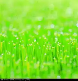 小草风光图片免费下载编号3973225红动网