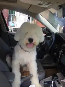 好的中型犬有哪些适合宅养