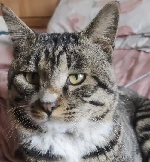 带狸花猫回村过年,主人10天道歉8次,主人要破产了
