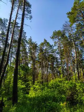 森林图片图源免费点击来源直接获取大图文件一幅夏日森林的图像摄影竖幅森林高清大图