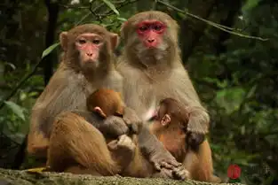 生肖属猴和什么相配