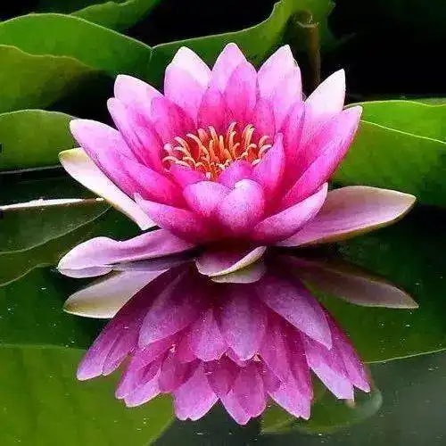 这样的异国恋,彻底凉凉