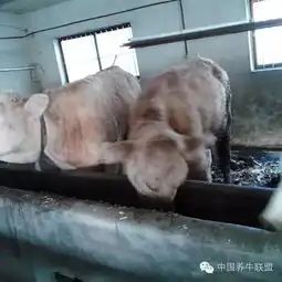 我的养牛梦创业,路漫漫兮