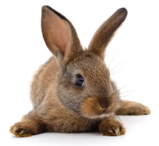 兔兔兔属兔的人只有这两人才是真正陪伴你一辈子的人