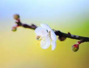 难以抵挡成熟魅力的星座