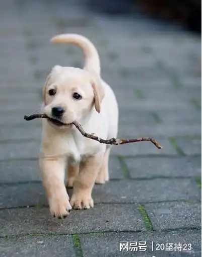 男养猫女养狗有什么不妥为啥老话要说男不养猫,女不养狗