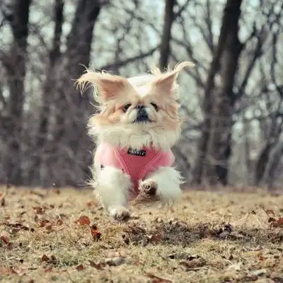 很可爱的狗头像萌萌哒超级可爱狗宝宝图片