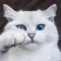 全球29只颜值最高的猫咪简直萌出新天际