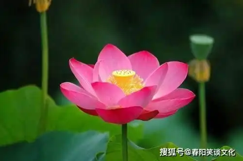 看完内心平静的佛语,经典睿智,让你大彻大悟